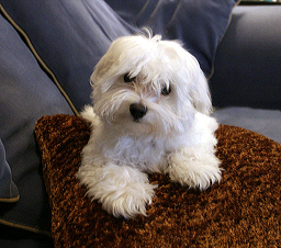i_need_a_haircut